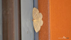 Trisateles emortualis