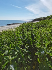 Urtica platyphylla