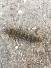 Hemileuca eglanterina