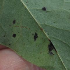 Pseudocercospora kaki