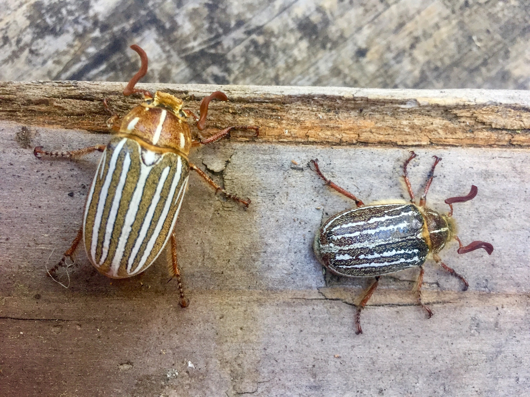 Mount Hermon June Beetle Polyphylla barbata iNaturalist NZ