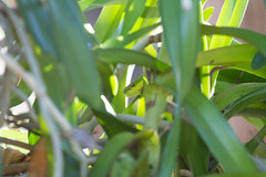 Trimeresurus insularis
