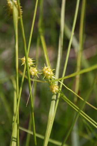 Carex lutea