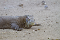 Varanus komodoensis
