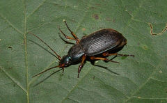 Chlaenius erythropus