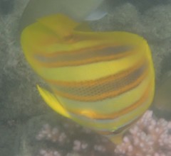 Chaetodon rainfordi
