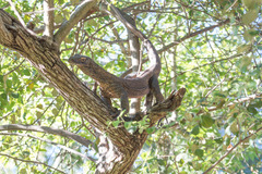 Varanus komodoensis