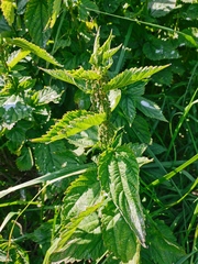 Urtica platyphylla