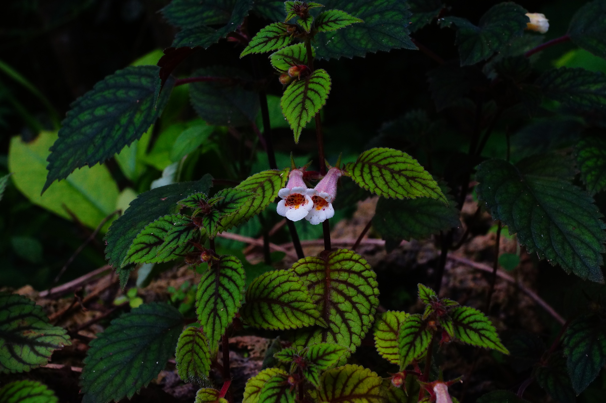 Achimenes obscura