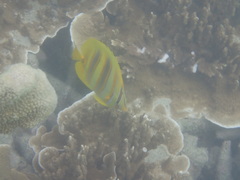 Chaetodon rainfordi