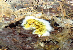 Trichoderma sulphureum