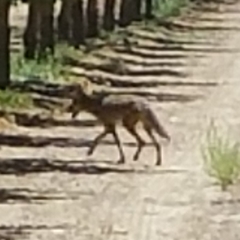 Canis latrans ochropus