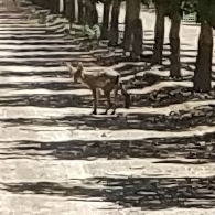 Canis latrans ochropus