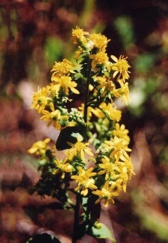 hairy-seed goldenrod (Solidago villosicarpa)