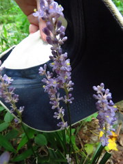 Liriope graminifolia