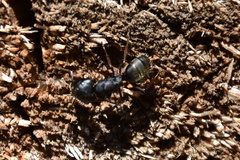 Camponotus modoc