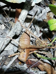 Thyreonotus bidens