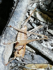 Thyreonotus bidens