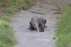 Varanus komodoensis