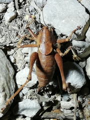 Thyreonotus bidens