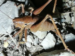Thyreonotus bidens
