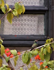 Cynanthus latirostris