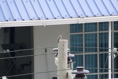 Melanerpes rubricapillus