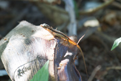 Sphenomorphus melanopogon