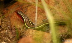 Gerrhosaurus flavigularis