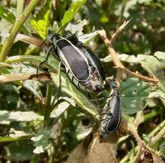 Epicauta cinerea-group