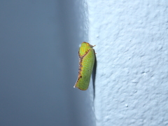 Salurnis marginella