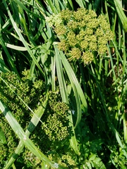 Angelica gmelinii