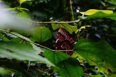 Morpho helenor guerrerensis
