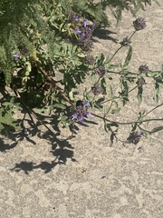 Xylocopa sonorina