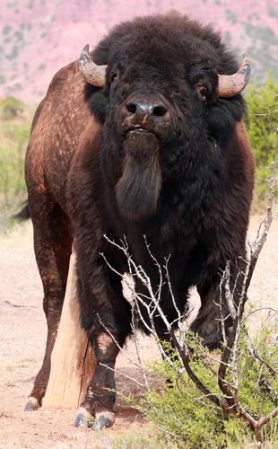 Plains Bison photographed in Texas