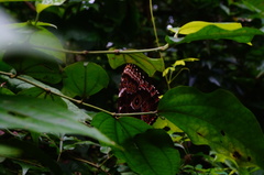 Morpho helenor guerrerensis