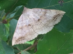 Blasticorhinus unduligera