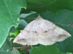 Blasticorhinus unduligera