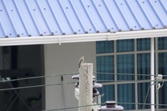 Melanerpes rubricapillus