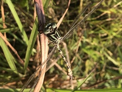 Aphylla angustifolia