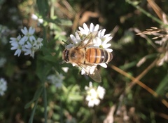 Apis mellifera