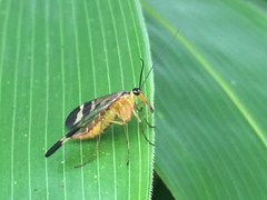 Panorpa japonica