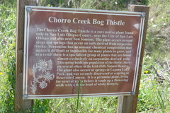 Cirsium fontinale obispoense