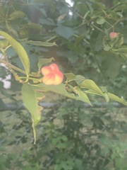 Euonymus