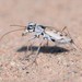 Ghost Tiger Beetle - Photo (c) Riley Walsh, some rights reserved (CC BY-NC), uploaded by Riley Walsh