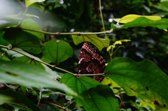 Morpho helenor guerrerensis