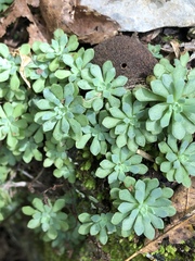 Sedum glaucophyllum