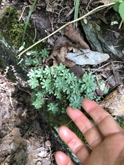 Sedum glaucophyllum