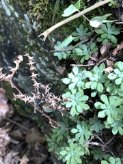 Sedum glaucophyllum