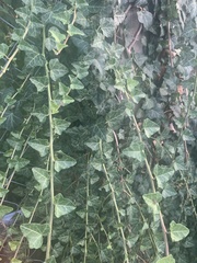 Hedera helix